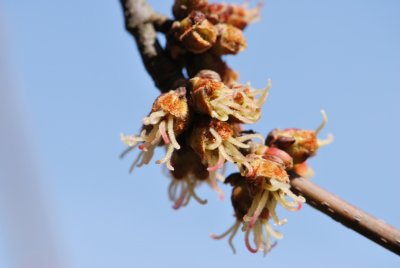 Acer saccharinum 'Wieri' - javor stříbrný 'Wieri' - květenství